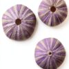Trendyairplants - Lot de 3 Méduses Végétales avec Oursins de Mer Violets et Tillandsias - Plantes Aériennes Suspendues - Décoration Naturelle Fait Main - Cadeau Unique-0