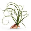 Trendyairplants - Lot de 3 Méduses Végétales avec Oursins de Mer Violets et Tillandsias - Plantes Aériennes Suspendues - Décoration Naturelle Fait Main - Cadeau Unique-1