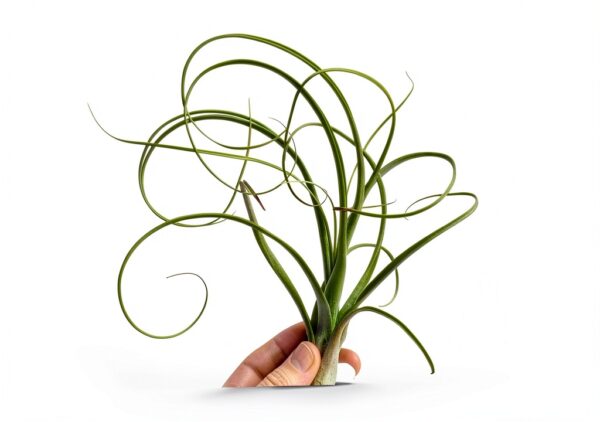 Trendyairplants - Lot de 3 Méduses Végétales avec Oursins de Mer Violets et Tillandsias - Plantes Aériennes Suspendues - Décoration Naturelle Fait Main - Cadeau Unique-1