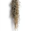 Trendyairplants - Lot de 3 Méduses Végétales avec Oursins de Mer Violets et Tillandsias - Plantes Aériennes Suspendues - Décoration Naturelle Fait Main - Cadeau Unique-2