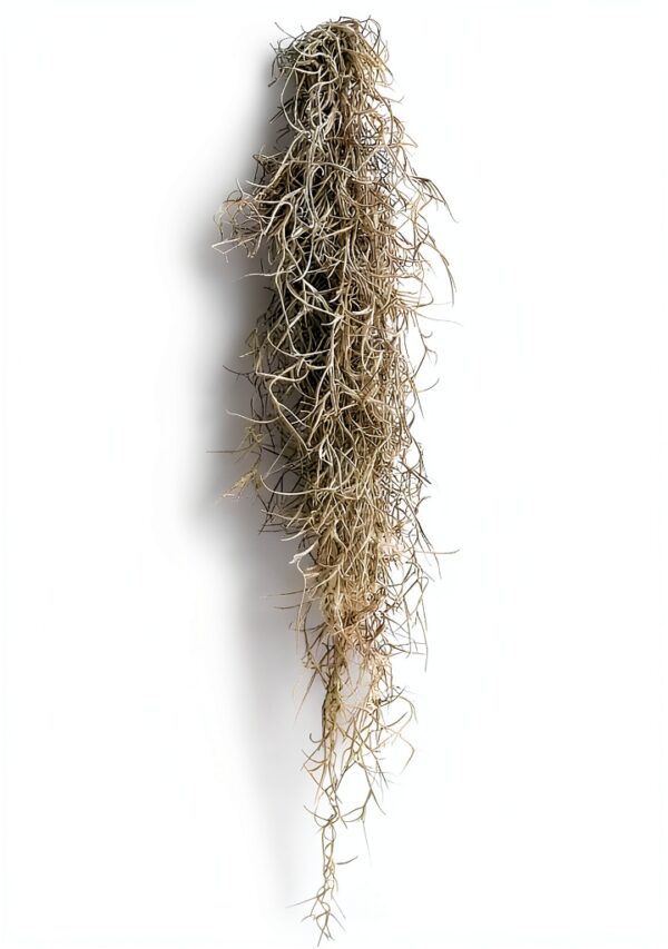 Trendyairplants - Lot de 3 Méduses Végétales avec Oursins de Mer Violets et Tillandsias - Plantes Aériennes Suspendues - Décoration Naturelle Fait Main - Cadeau Unique-2