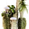 Trendyairplants - Lot de 3 Méduses Végétales avec Coquilles d’Oursin Alfonso Blanches et Tillandsias - Plantes Aériennes Suspendues avec Mousse Espagnole - Décoration Naturelle-5