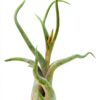 Trendyairplants - Lot de 3 Méduses Végétales avec Coquilles d’Oursin Alfonso Blanches et Tillandsias - Plantes Aériennes Suspendues avec Mousse Espagnole - Décoration Naturelle-2