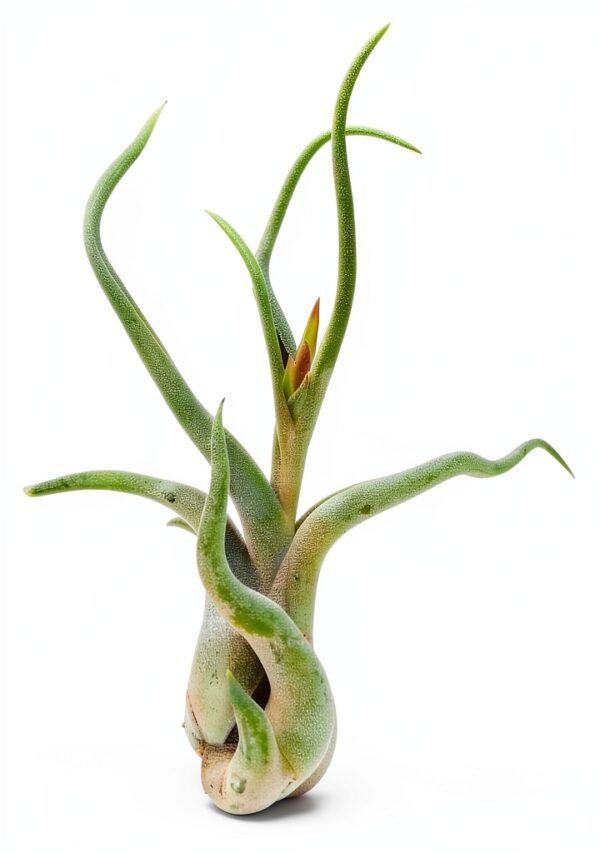 Trendyairplants - Lot de 3 Méduses Végétales avec Coquilles d’Oursin Alfonso Blanches et Tillandsias - Plantes Aériennes Suspendues avec Mousse Espagnole - Décoration Naturelle-2