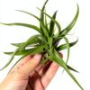 Trendyairplants - Lot de 3 Méduses Végétales avec Coquilles d’Oursin Alfonso Blanches et Tillandsias - Plantes Aériennes Suspendues avec Mousse Espagnole - Décoration Naturelle-1