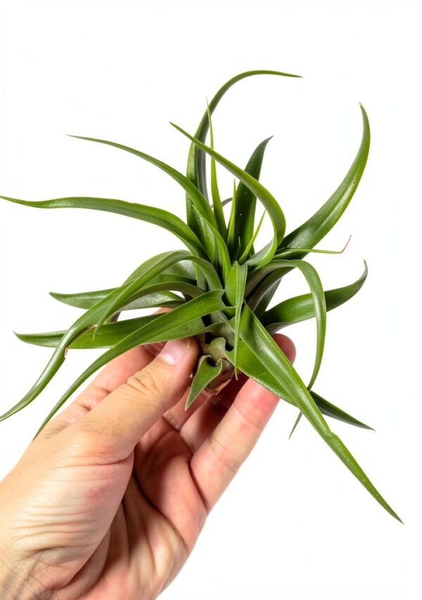 Trendyairplants - Lot de 3 Méduses Végétales avec Coquilles d’Oursin Alfonso Blanches et Tillandsias - Plantes Aériennes Suspendues avec Mousse Espagnole - Décoration Naturelle-1
