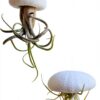 Trendyairplants - Lot de 3 Méduses Végétales avec Coquilles d’Oursin Alfonso Blanches et Tillandsias - Plantes Aériennes Suspendues avec Mousse Espagnole - Décoration Naturelle-4