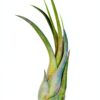 Trendyairplants - Lot de 3 Méduses Végétales avec Oursins de Mer Violets et Tillandsias - Plantes Aériennes Suspendues - Décoration Naturelle Fait Main - Cadeau Unique-3
