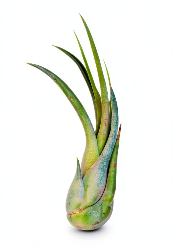Trendyairplants - Lot de 3 Méduses Végétales avec Oursins de Mer Violets et Tillandsias - Plantes Aériennes Suspendues - Décoration Naturelle Fait Main - Cadeau Unique-3