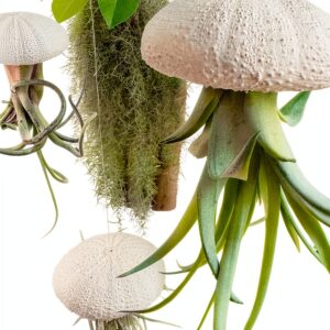 Trendyairplants - Lot de 3 Méduses Végétales avec Coquilles d’Oursin Alfonso Blanches et Tillandsias - Plantes Aériennes Suspendues avec Mousse Espagnole - Décoration Naturelle-0